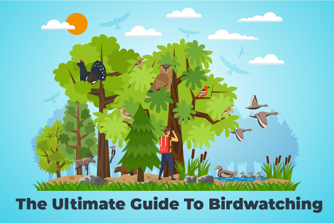 The Ultimate Guide To Birdwatching - Bino Expert