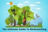 The Ultimate Guide To Birdwatching