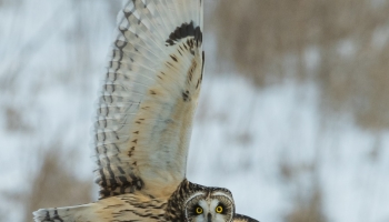 The Best Bird Watching Binoculars of 2025 – Expert Birder Guide