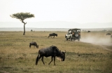 The Best Binoculars for a Safari in 2025