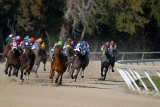 The Best Binoculars for Horse Races